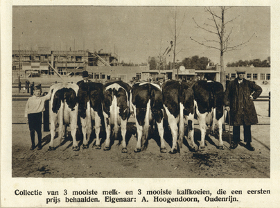 99070 Afbeelding van enkele prijswinnende melkkoeien en kalveren van eigenaar A. Hoogendoorn te Oudenrijn, op de ...